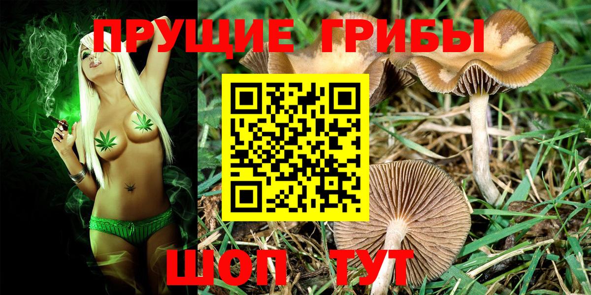 Псилоцибиновые грибы Psilocybe Махачкала
